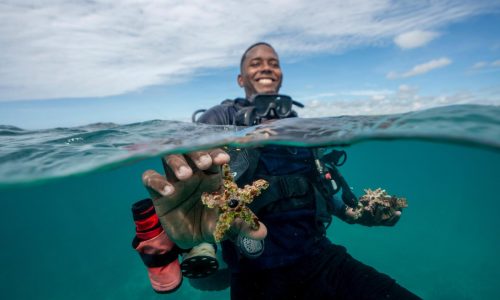 As reefs vanish, assisted coral fertilization offers hope in the Dominican Republic