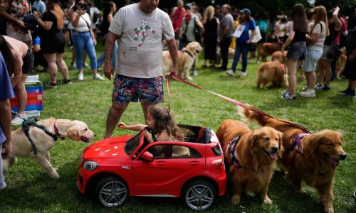 Una sinfonía de ladridos: Casi 2.400 golden retrievers se reúnen en un parque de Argentina