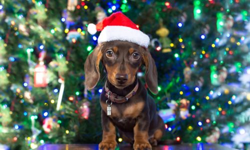 What should I get my dog for Christmas?