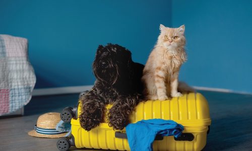 What to do before flying with pets