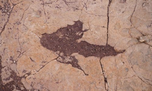 Científicos documentan la mayor colección de huellas de dinosaurios en el centro de Bolivia