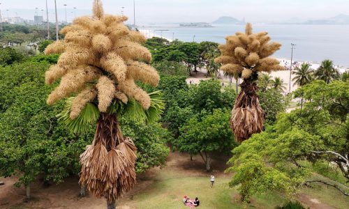 Imponentes palmeras en Río de Janeiro florecen por primera y única vez