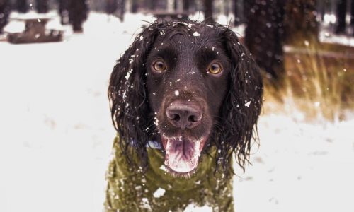 Don’t forget pets when preparing for winter’s cold. Here’s what experts recommend