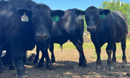 Idaho company recalls nearly 3,000 pounds of ground beef for E. coli risk