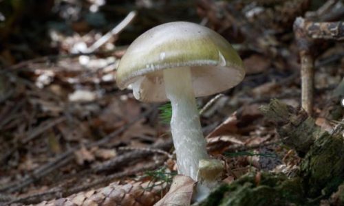 Alertan de casos de intoxicación por hongos silvestres en California