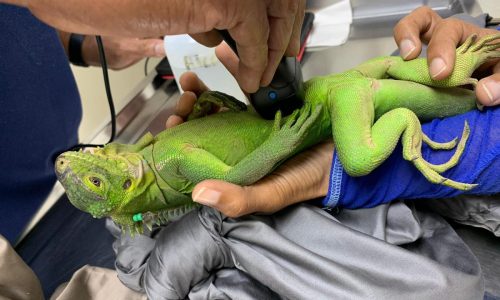 Iguana en peligro de extinción prospera en islote del Caribe
