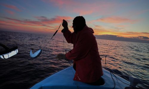 Cypriot fishermen battle invasive lionfish and turn them into a tavern delicacy