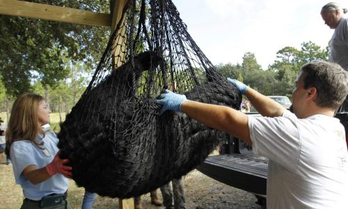 Florida inicia primera cacería de osos negros en una década; enfrenta críticas