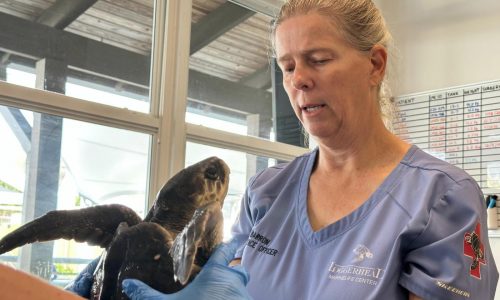 24 tortugas marinas en peligro se recuperan en Florida tras sufrir hipotermia en Massachusetts
