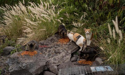 Hawaii’s Big Island bans feeding feral cats in an effort to help endangered native species