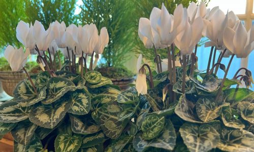 This underappreciated holiday flower has upside-down blooms