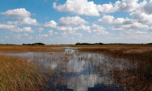 It’s been 25 years since America decided to save the Everglades. Where do we stand?