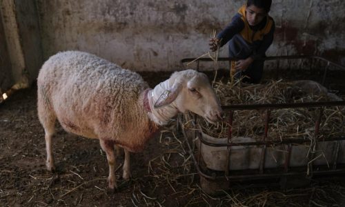 Colonos israelíes irrumpen en casa palestina y matan ovejas en nuevo ataque en Cisjordania