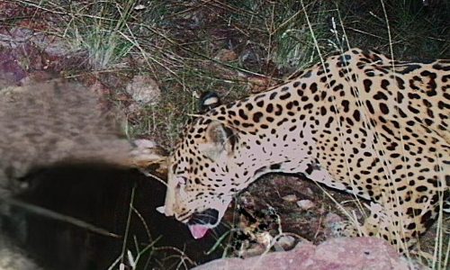 Avistamiento de un nuevo jaguar en Arizona indica avances en la recuperación de la especie