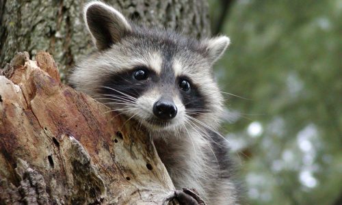 Massachusetts animal rights advocates alarmed after local PD kills ‘disoriented’ raccoon