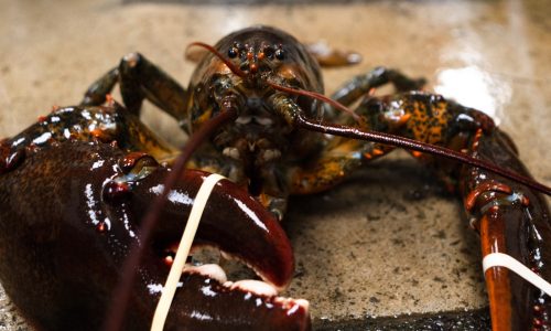 Massachusetts shipping facility at center of federal investigation into $400K lobster heist