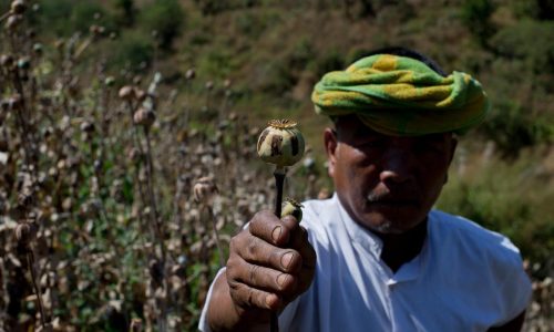 El cultivo de opio en Myanmar alcanza su nivel más alto en una década, según la ONU