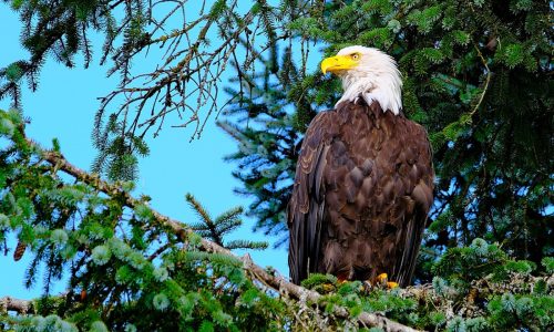 EagleCam nest goes live in Ramsey County with pair of breeding bald eagles