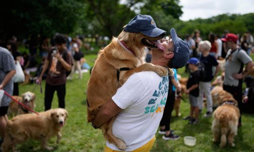 Golden retrievers, Bad Bunny y otras fotos de la semana en América Latina y el Caribe