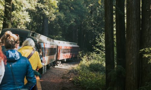Riding the Mushroom Train for fungi, fine wine and forest conservation