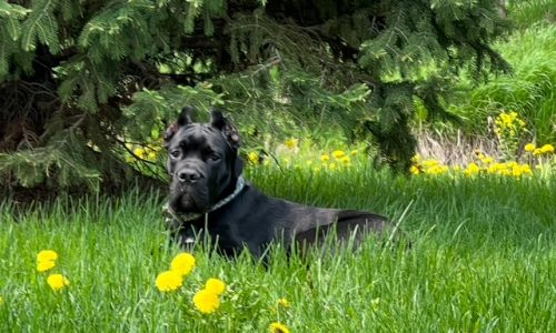 Here are the cats and dogs (and skunk!) we featured in the Morning Report in November