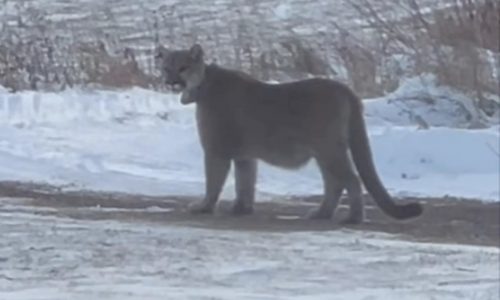 Cougar seen in Duluth believed to have walked from Nebraska