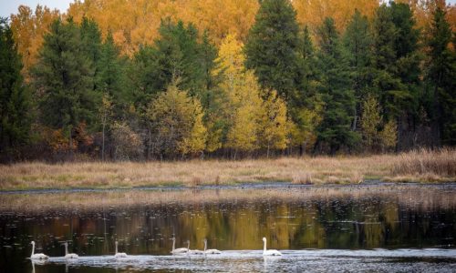 Minnesota DNR acquires 16,000 acres of forestland