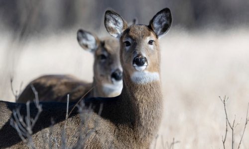 Afton State Park to close next week for deer hunt