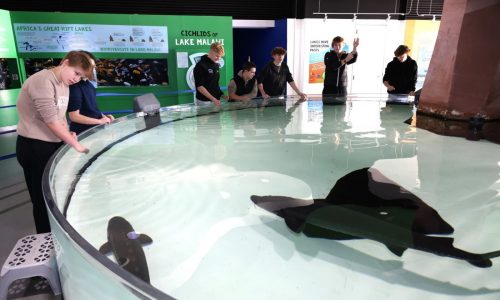 Sturgeon may aid in Duluth Aquarium’s resurging popularity