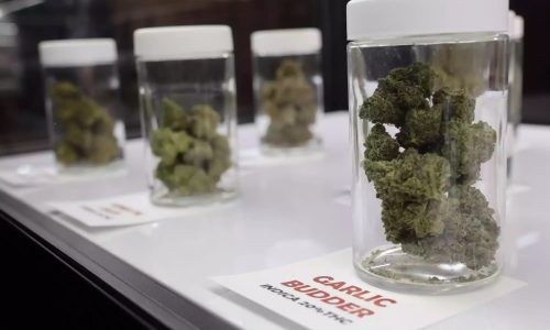 Red Lake Nation to open cannabis dispensary in West St. Paul