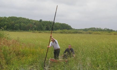 State officials plan more study on sulfate pollution on wild rice