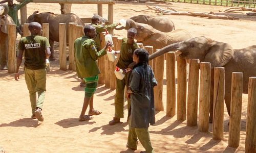 Elephant orphans. Goat’s milk. This safari reveals the impact of wildlife conservation in Kenya