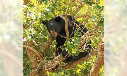 Florida’s rare and controversial black bear hunt kills 52