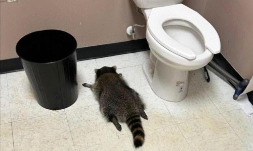Raccoon goes on drunken rampage in Virginia liquor store and passes out on bathroom floor