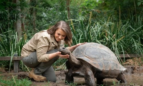 Who is Bindi Irwin? Her Life, Career, Family & Awards