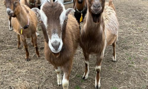 Massachusetts woman convicted of animal cruelty, 162 animals were rescued from property