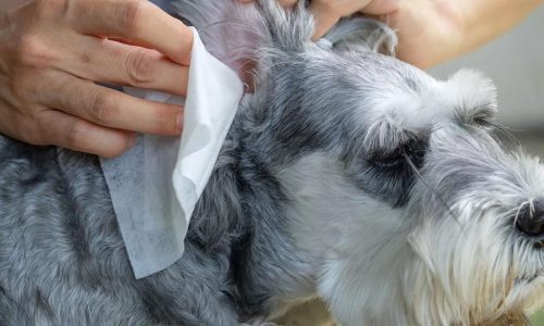 Free pet wellness clinic in St. Paul on Tuesday