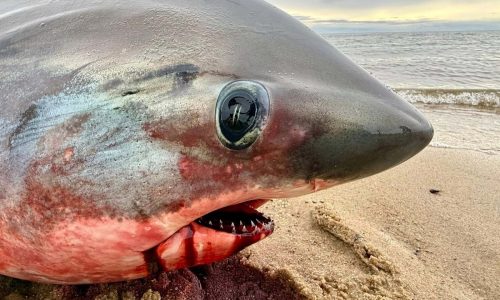 Another shark washes up dead in the ‘Cape Cod fish trap’