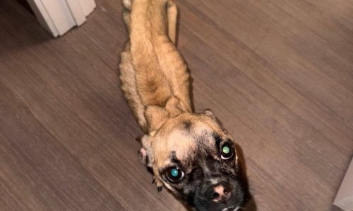 Massachusetts man accused of animal cruelty: His puppy ‘Sprout’ was severely malnourished