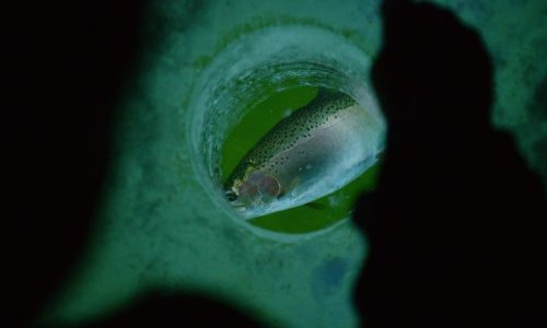 Colorado lake named among best places for ice fishing in US