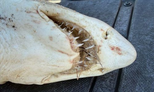 Sharks and torpedo rays wash up dead along Cape Cod: ‘Very sad’