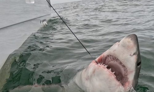 Shark dies after stranding on Cape Cod; researchers tag great white in ‘exciting milestone’