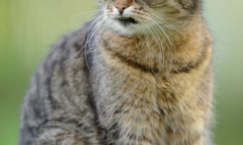 Cat lost one of her few remaining teeth