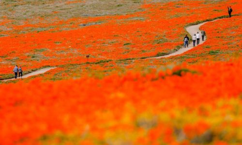 Will unseasonably hot weather dash Southern California’s hopes for a 2026 superbloom?