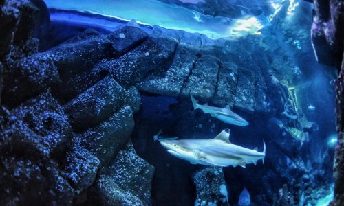 La acidificación de los océanos podría debilitar los temibles dientes de los tiburones