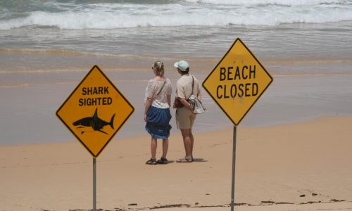 Un surfista resulta herido en el cuarto ataque de tiburón en tres días en la costa este de Australia