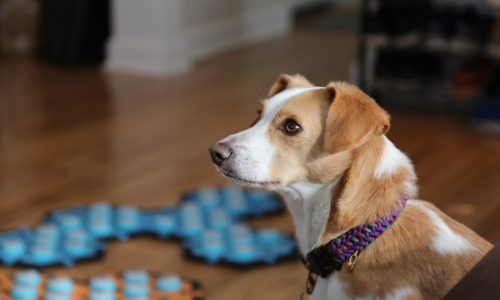 ‘Can Dogs Talk?’ NOVA explores the button trend