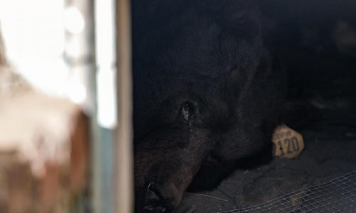 California homeowner rolls out ‘unwelcome’ mat for black bear living under his house