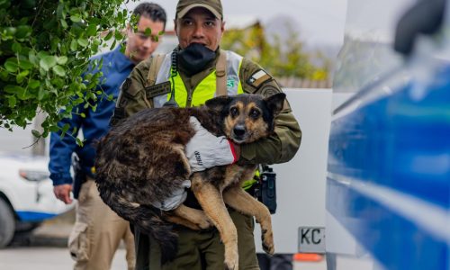 En medio de escombros y cenizas: la lucha por salvar a las mascotas en Chile