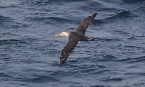 Seagoing albatross makes rare appearance off California coast, startling researchers